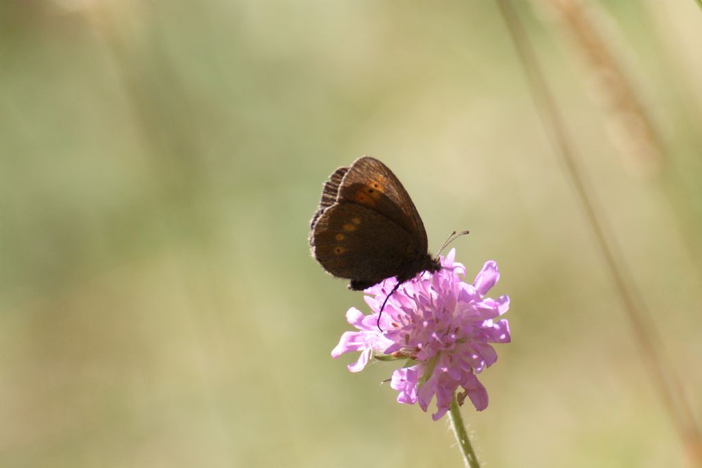 Erebia melampus? S